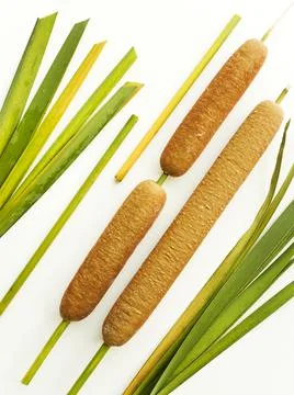 Typha bulrush on white Stock Photos
