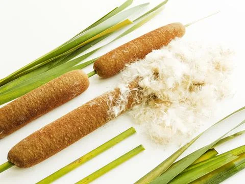Typha bulrush on white Stock Photos