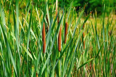 Typha herbaceous plants Stock Photos