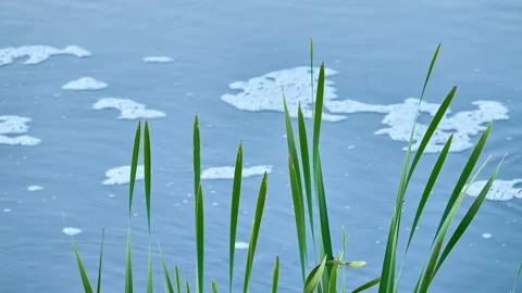 Typha latifolia (broadleaf cattail, bulrush, common bulrush, common cattail,  Stock Footage 177057153