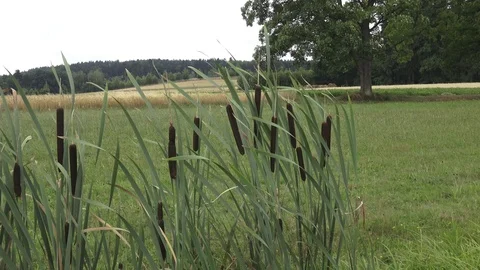 Typha latifolia commonly known as broadleaf cattail Video stock 92536508
