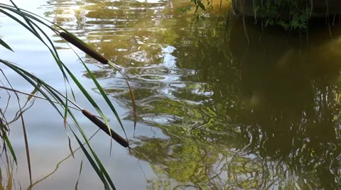 Typha latifolia flower, waveform, bulrush, common cattail, great reed mace Stock Footage 32715434