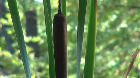 Typha latifolia flower in the wind, bulrush, common cattail, great reedmace Stock Footage 32715429