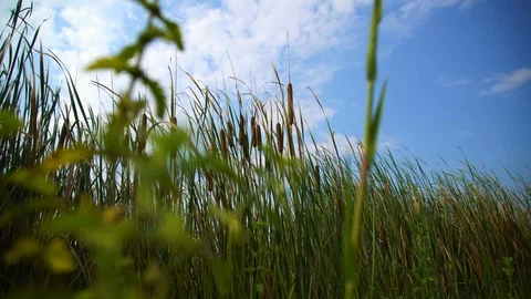 Typha latifolia Stock Footage 93345903