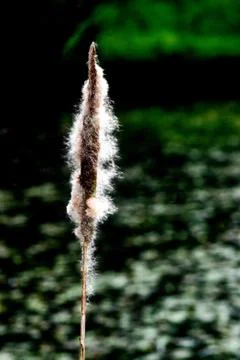 Typha Latifolia Stock Photos