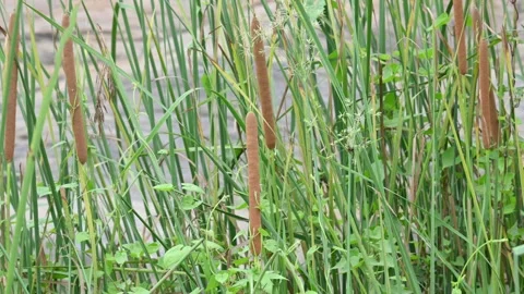 Typha plant with flowers. 스톡 동영상 342023622