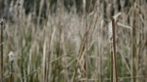 The Typha plant of the marshes. Stock Footage 73990345