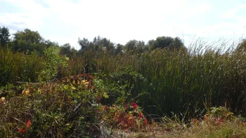 Typha reeds and wild riverside bushes on swamp shore, panning Stock Footage 337324836