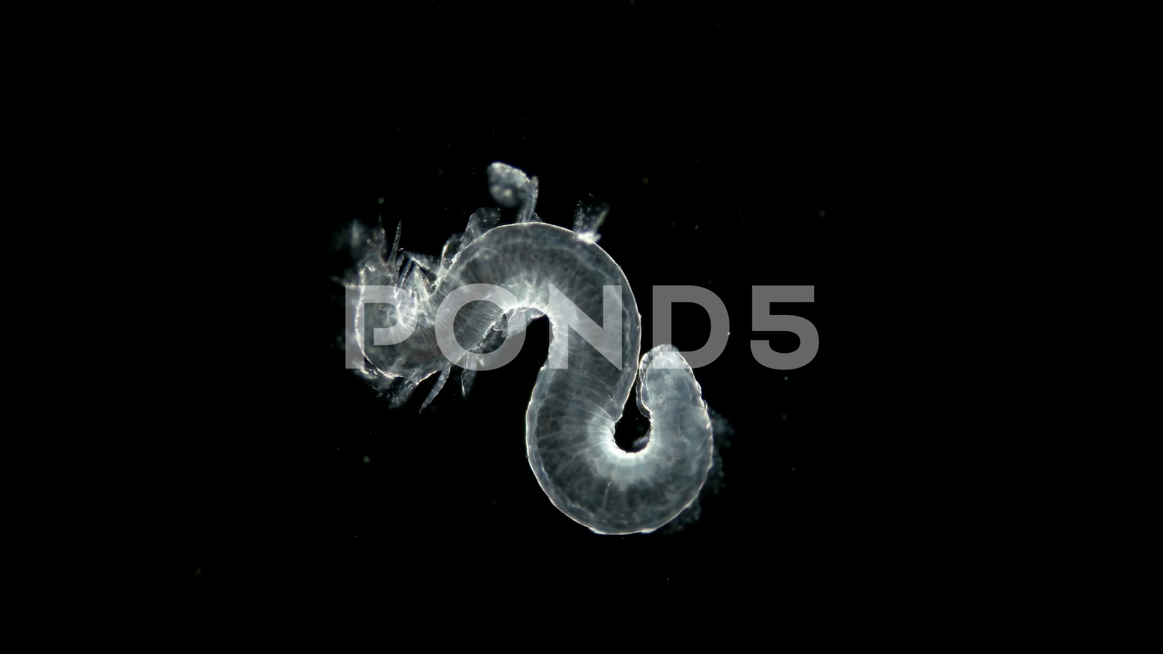 The Typhloscolex Sp Worm Under A Micros Stock Video Pond5