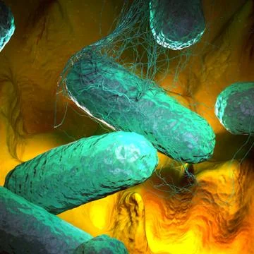 Typhoid Fever 스톡 일러스트