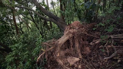 Typhoon aftermath - fallen tree Stock Footage 81092660