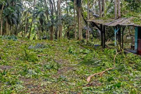 Typhoon aftermath Stock Photos