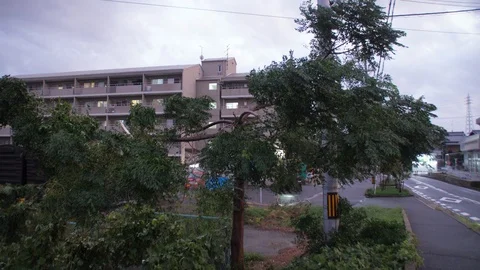 Typhoon Jebi Tree Collapsed Following Storm (2) Stock Footage 94724322