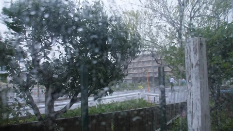 Typhoon Jebi Wind Blows Leaves Intensely (4) Stock Footage 94726963
