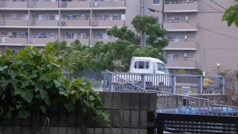 Typhoon Jebi Wind Blows Tree Intensely Stock Footage 94726285