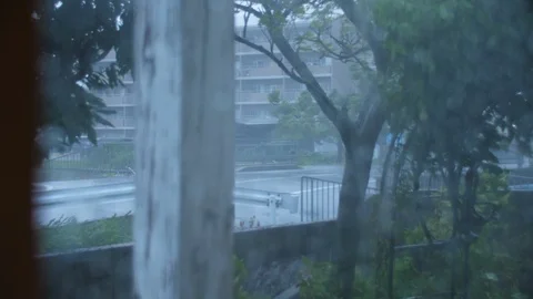 Typhoon Jebi Winds Blow Trees Intensely (4) Stock Footage 94726422