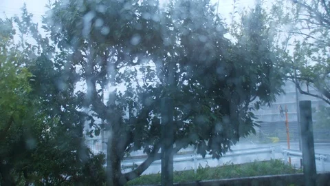 Typhoon Jebi Winds Blow Trees Intensely (3) Video stock 94726432