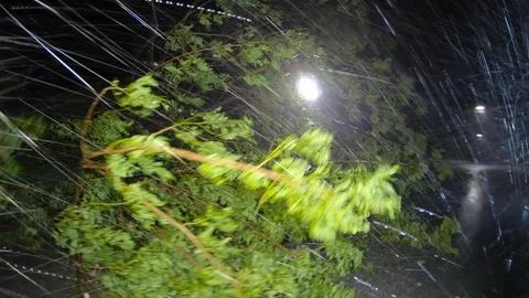 Typhoon Mangkhut fallen tree on the road 스톡 동영상 95548446