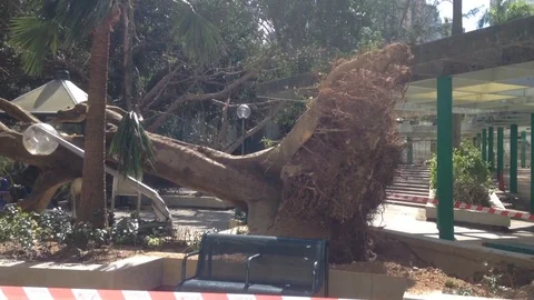Typhoon Mangkhut fells trees, downs lamp post in New Territories, Hong Kong Stock Footage 109393384