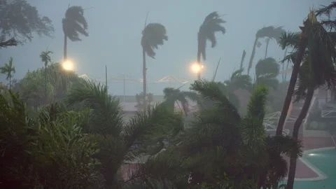 Typhoon palm trees Video stock 243207744