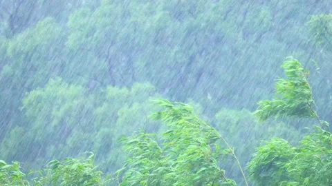 The typhoon passed by and the storm hit the forest. Trees shook violently.4K. Stock Footage 259692661