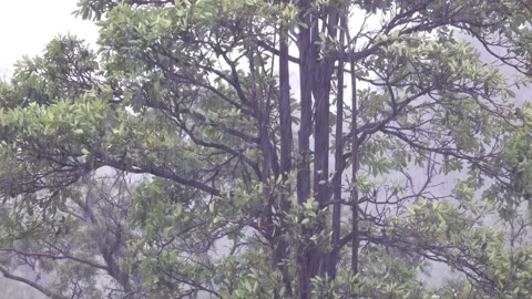 The typhoon passed by and the storm hit the forest. The trees shook violently. Stock Footage 260240084