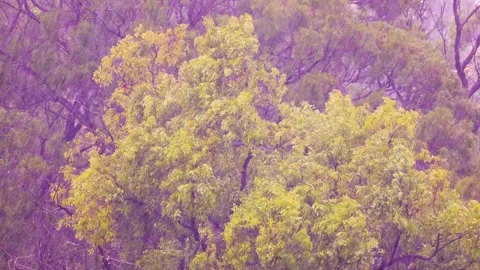 The typhoon passed by and the storm hit the  forest. The trees shook violently. Stock Footage 278035686