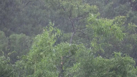 The typhoon passed by and the storm hit the  forest. The trees shook violently. Stock Footage 278039900