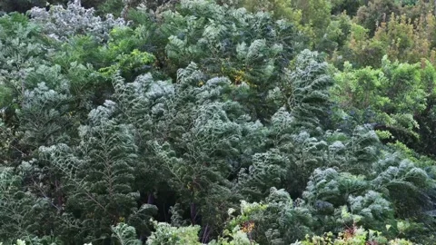 The typhoon passed by,Storm hit the forest  crown layer.Trees shook violently.4K Stock Footage 260238832