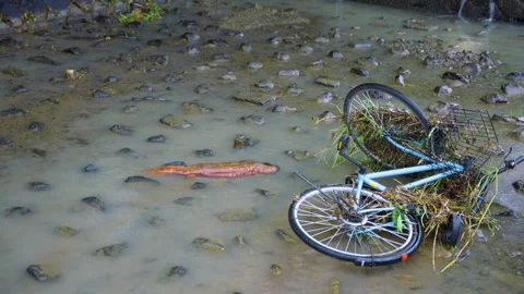 Typhoon Storm Debris, Bicycle Washes up in Stream, Giant Salamander in Flood Stock Footage 340780888