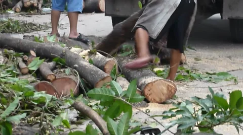 Typhoon toppled trees in the street, the workers in handling Stock Footage 66074654