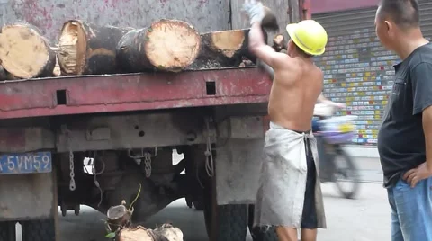 Typhoon toppled trees in the street, the workers in handling Stock Footage 66074658