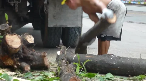 Typhoon toppled trees in the street, the workers in handling Stock Footage 66074676