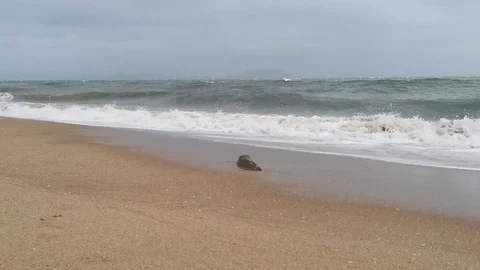 Typhoon winds on sanya beach, waves, blowing sand, day bright, stormy Stock Footage 115244236