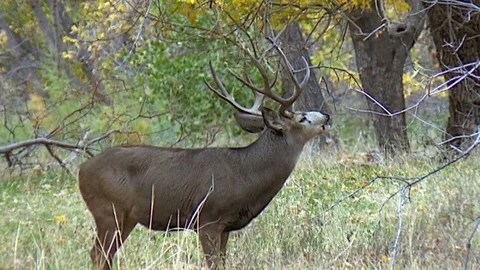 Typical 4 x 4 Mule Deer Buck Lip Curling, aka Flehmen Stock Footage 73551955