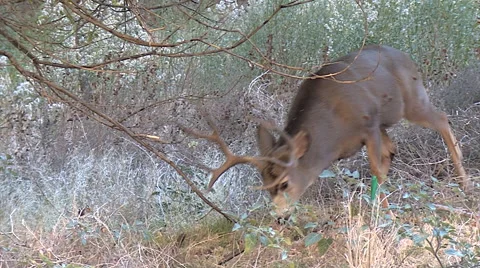 Typical 4x4 Mule Deer Buck Feeds Under Tree Stock Footage 49555468