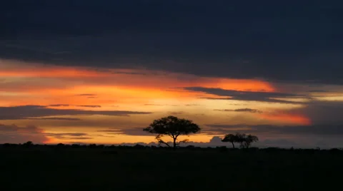 Typical African golden sunset with Acacia tree in Serengeti Tanzania Stock Footage