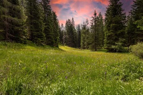 Typical alpine pastures Stock Photos