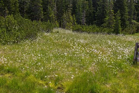 Typical alpine pastures Stock Photos