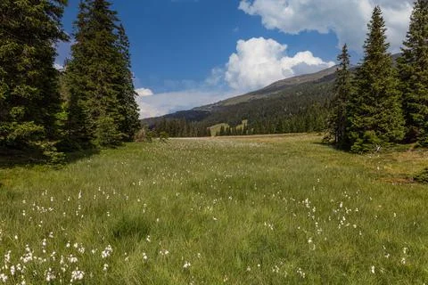 Typical alpine pastures Stock Photos