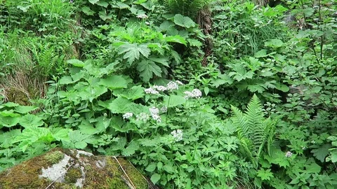 Typical alpine vegetation of bladder campion flowers and Masterwort (Peucedan 스톡 동영상 115327080
