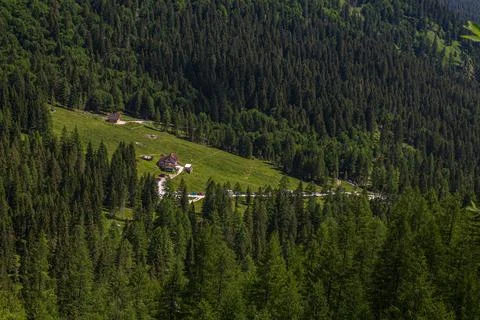 Typical alpine woods Stock Photos