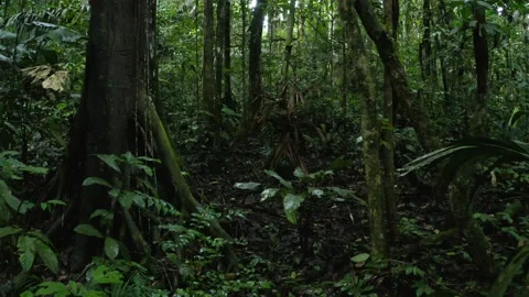 Typical Amazon forest view of lianas, large rooted trees and dead leaves Stock Footage 165840465