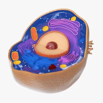 3D Model: Typical Animal Cell ~ Buy Now #90890841 | Pond5