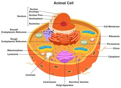 Animal Cell Illustrations ~ Stock Animal Cell Vectors | Pond5