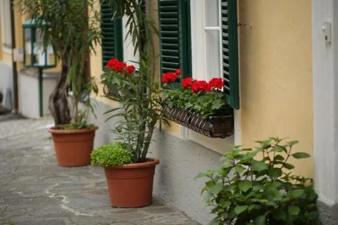 A typical austrian window with green louvered shuters and square paned windows Stock Photos