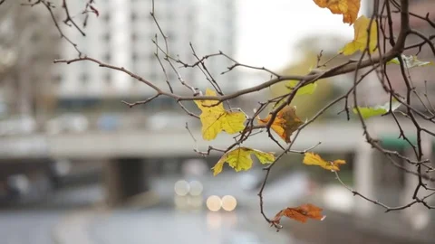 Typical Autumn in the city Video stock 69854818
