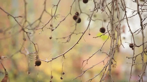 Typical Autumn in England Stock Footage 69854836