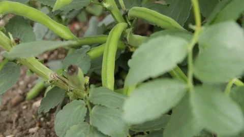Typical beans growing in a field (many beans) Stock Footage 79546465