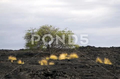Typical Big Island volcanic landscape Stock Photos